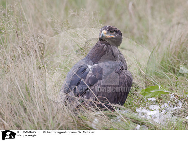 steppe eagle / WS-04225