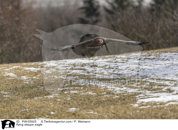 flying steppe eagle / PW-05925