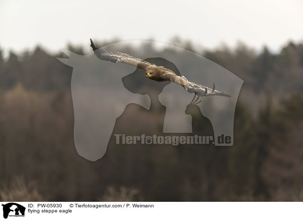 flying steppe eagle / PW-05930