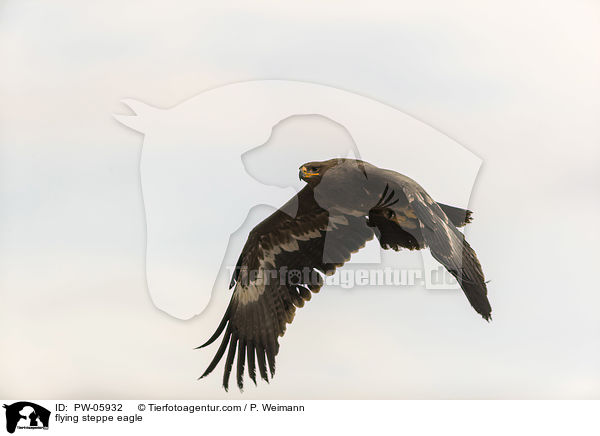flying steppe eagle / PW-05932