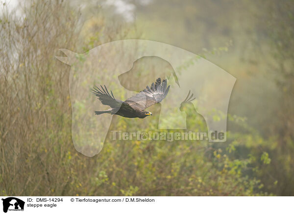 Steppenadler / steppe eagle / DMS-14294