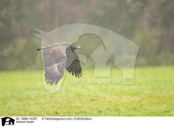 Steppenadler / steppe eagle / DMS-14297