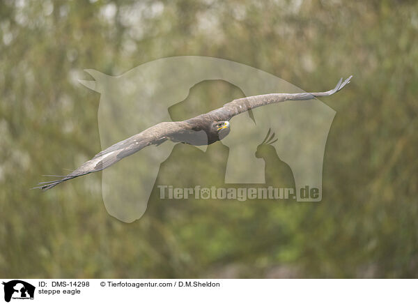 Steppenadler / steppe eagle / DMS-14298