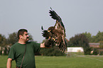 steppe eagle