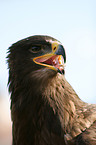 steppe eagle