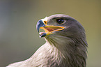 steppe eagle