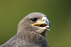 steppe eagle