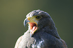 steppe eagle