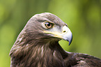 steppe eagle portrait
