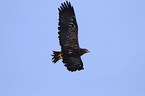 steppe eagle