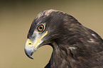 steppe eagle