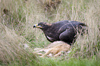 steppe eagle