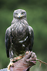 steppe eagle