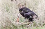 steppe eagle