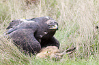 steppe eagle