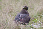 steppe eagle