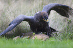 steppe eagle