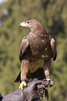 steppe eagle
