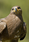 steppe eagle
