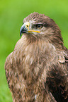 steppe eagle