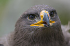 Steppe eagle portrait