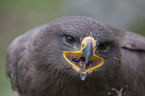 Steppe eagle portrait