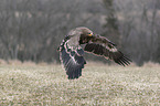 flying steppe eagle