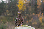 steppe eagle