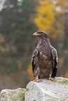 steppe eagle