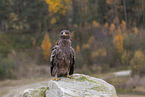 steppe eagle