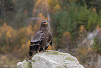 steppe eagle
