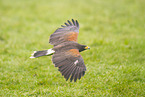 steppe eagle