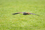 steppe eagle