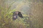 steppe eagle