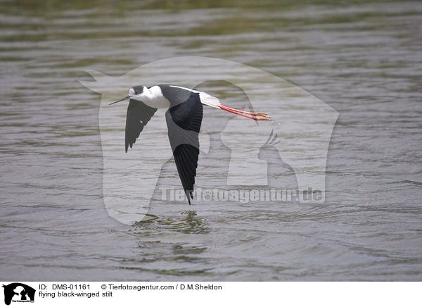 flying black-winged stilt / DMS-01161