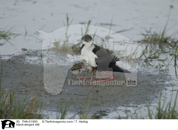 Stelzenlufer / black-winged stilt / THA-01950