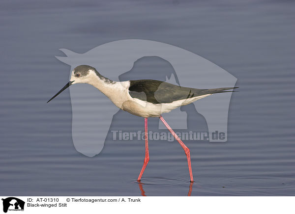 Black-winged Stilt / AT-01310