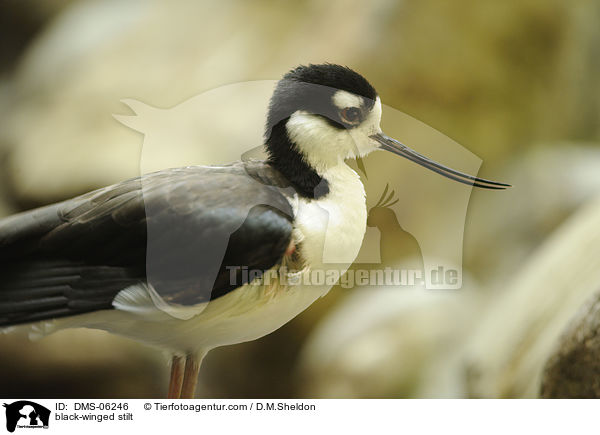 Stelzenlufer / black-winged stilt / DMS-06246