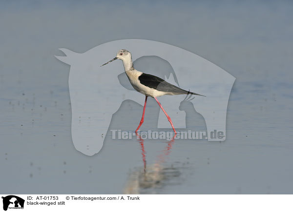black-winged stilt / AT-01753