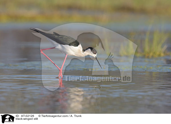black-winged stilt / AT-02126