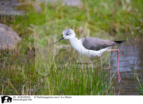black-winged stilt / AVD-05203