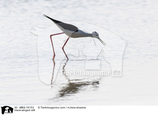black-winged stilt / MBS-16153