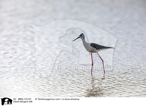 black-winged stilt / MBS-16157