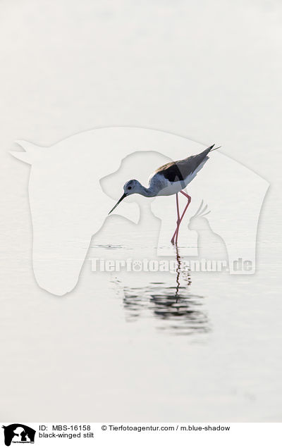 Stelzenlufer / black-winged stilt / MBS-16158