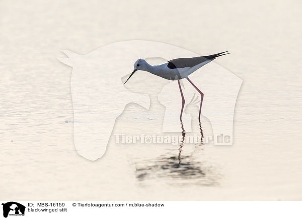 Stelzenlufer / black-winged stilt / MBS-16159