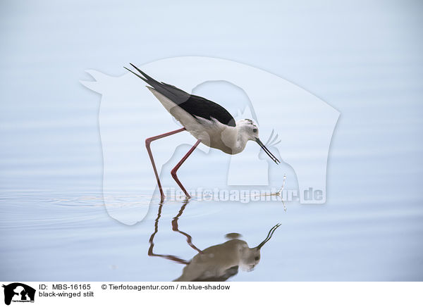 Stelzenlufer / black-winged stilt / MBS-16165