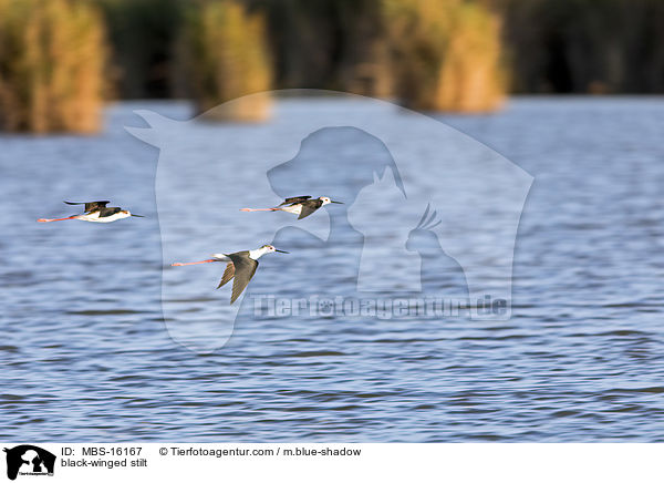 Stelzenlufer / black-winged stilt / MBS-16167