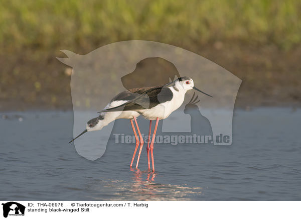 stehende Stelzenlufer / standing black-winged Stilt / THA-06976
