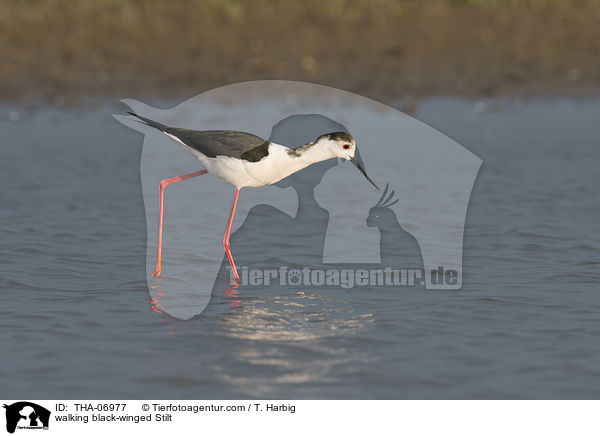 laufender Stelzenlufer / walking black-winged Stilt / THA-06977