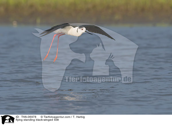 fliegender stehende Stelzenläufer / flying standing black-winged Stilt / THA-06978